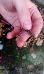 Gonatodes concinnatus