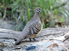 Geophaps scripta