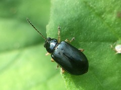 Lysathia ludoviciana