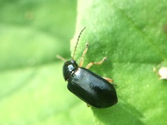 Lysathia ludoviciana