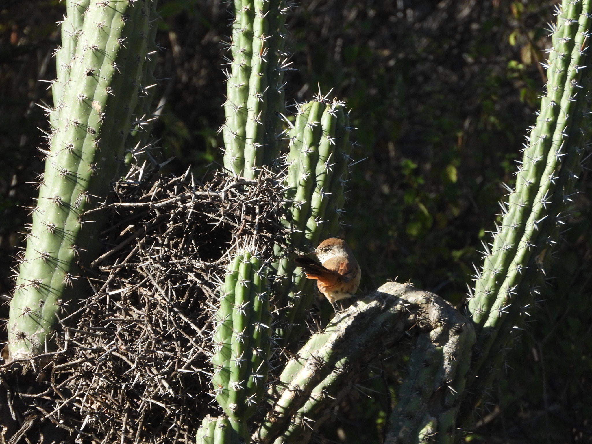 Rusty-vented Canastero (Asthenes dorbignyi), photo 4