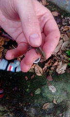 Gonatodes concinnatus