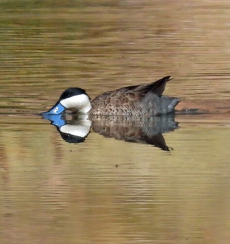 Puna Teal (Spatula puna), photo 4