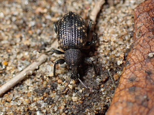 Black vine weevil