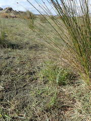 Pimelea villosa