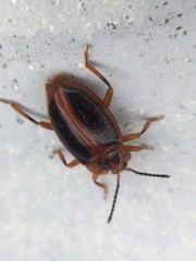 Epipocus cinctus