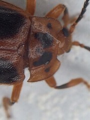 Epipocus cinctus