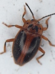 Epipocus cinctus