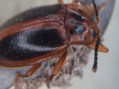 Epipocus cinctus