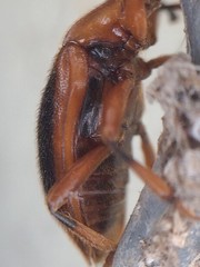 Epipocus cinctus