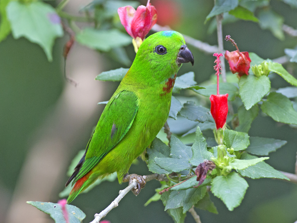 Blue-crowned Hanging-Parrot photo