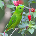 Blue-crowned Hanging-Parrot - Photo (c) Lip Kee, some rights reserved (CC BY-SA)