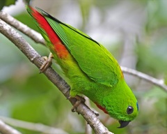 Blue-Crowned Hanging-Parrot photo 4