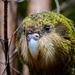 Kākāpō - Photo (c) Jake Osborne, some rights reserved (CC BY-NC-SA)