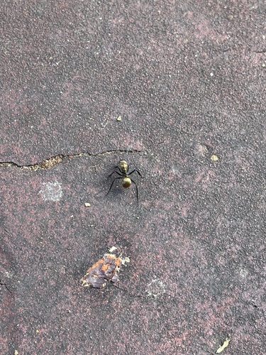 Shimmering Golden Sugar Ant (Camponotus sericeiventris)