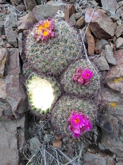 Pediocactus nigrispinus