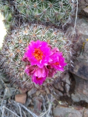 Pediocactus nigrispinus