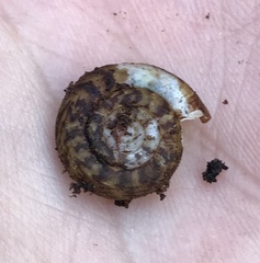 Stephanoda binneyana