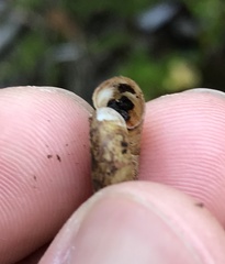 Stephanoda binneyana