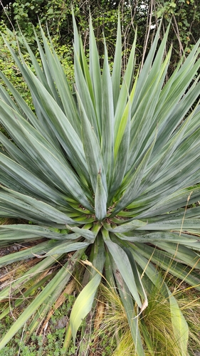 Furcraea parmentieri