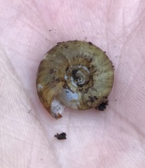 Stephanoda binneyana