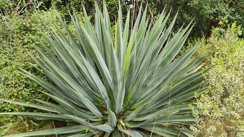 Furcraea parmentieri