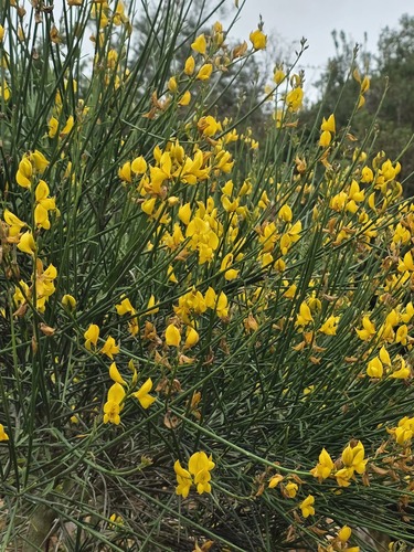 Spanish Broom