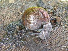 Helminthoglypta nickliniana