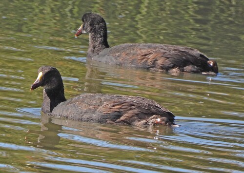Giant Coot (Fulica gigantea), photo 6