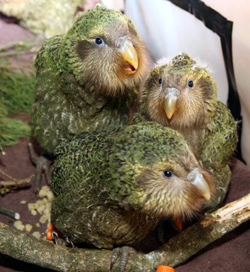 Kakapo (Strigops habroptilus)