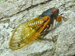 Magicicada cassinii