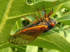 Magicicada cassinii