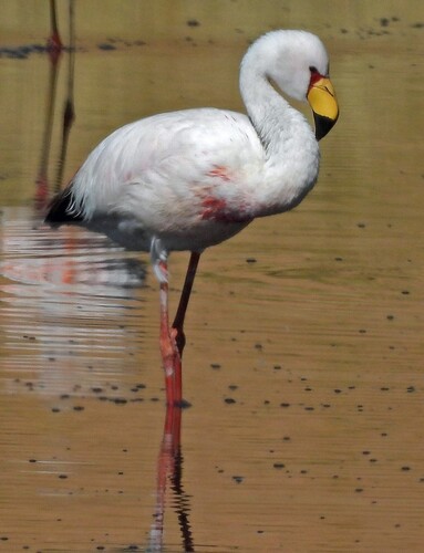 James's Flamingo (Phoenicoparrus jamesi), photo 4