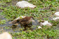 Cinclodes atacamensis