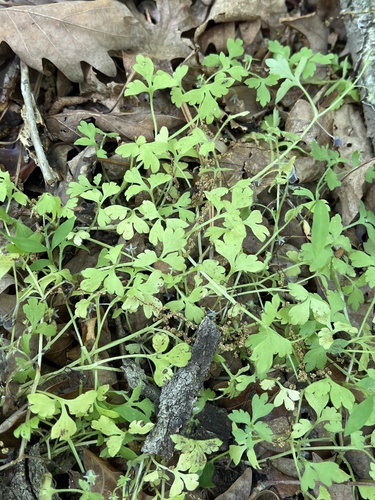 Nemophila aphylla, 2026-04-27