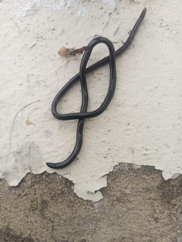 Caracas Blindsnake