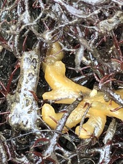 Halichondria bowerbanki