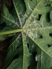 Phenacoccus peruvianus