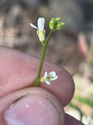 Streptanthus lasiophyllus observed 2026-04-27