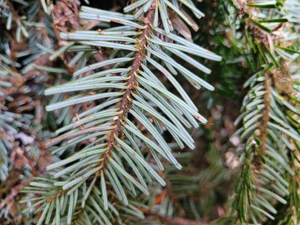 Silver Tree Washington Pacific silver fir from Arlington, WA 98223, USA on April 27, 2026 at ...