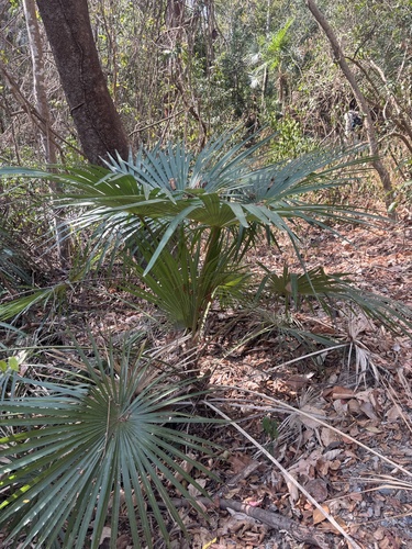 Cryosophila nana (Cryosophila nana)
