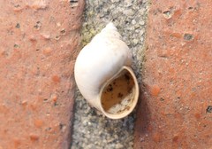 Bithynia tentaculata