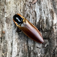 Semiotus luteipennis