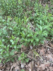 Solidago radula, photograph author not stated, no rights reserved