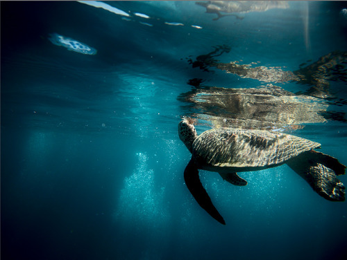 Chelonia mydas
