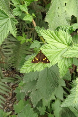 Argopteron aureipennis