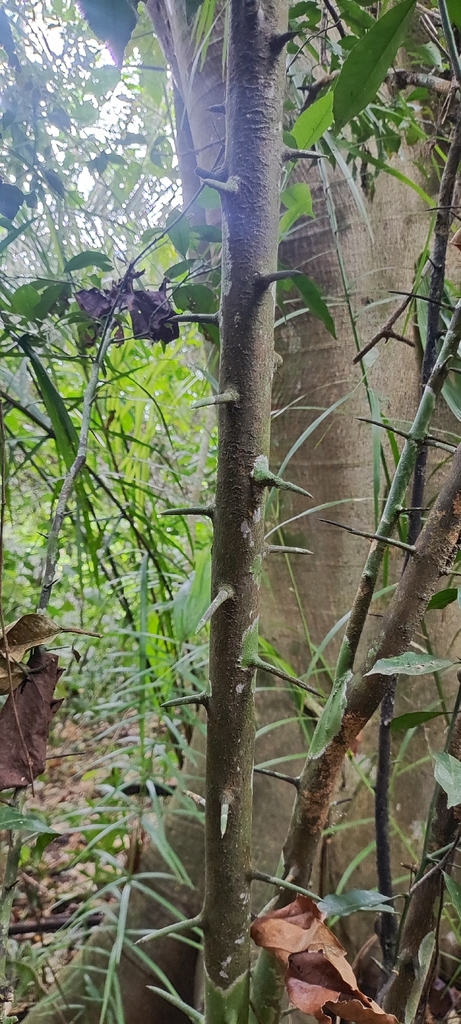 Seguieria brevithyrsa