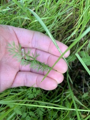 Scandix pecten-veneris