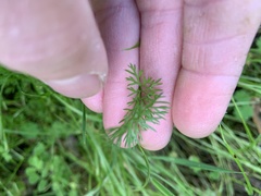 Scandix pecten-veneris