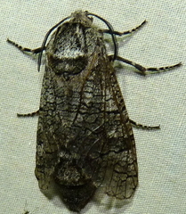 Prionoxystus macmurtrei